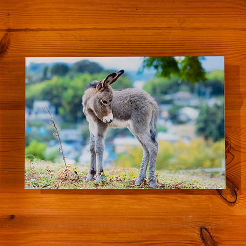 ロバ牧場オリジナルフォトフレーム